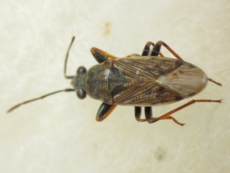 Peritrechus gracilicornis Puton, 1877